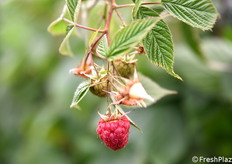 Dettaglio di lampone.