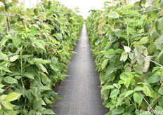 Alcuni filari nelle serre di valutazione dei piccoli frutti.