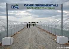 Una vista sui campi sperimentali della Nova Siri Genetics.