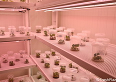 Camera di sviluppo delle plantule in fase di risanamento varietale.