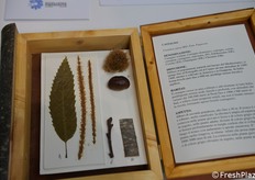 Il Centro Studi e Documentazione sul Castagno sta approntando un originale catalogo sui vari tipi di essenza di legno