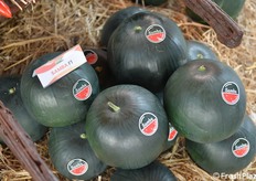 La varietà di anguria Samba, di Cora Seed