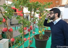 Con questi occhiali speciali è possibile classificare la frutta in automatico