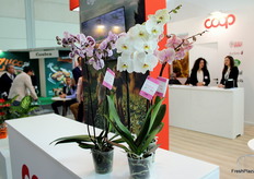 Macfrut è stato il punto d'incontro globale per l'intera filiera dei prodotti ortofrutticoli freschi, riunendo produttori, fornitori di tecnologia e i principali acquirenti internazionali. Nella foto, orchidee che decorano lo stand della Coop.