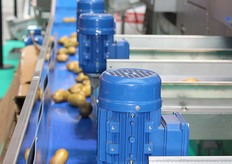 Nel padiglione D3 erano in funzione diversi sistemi di lavaggio, selezione e confezionamento, come questo…