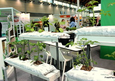 Pomodori, peperoni e melanzane coltivati ​​in sacchi Grotec.