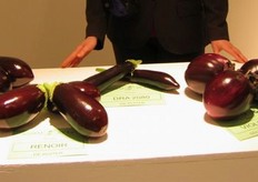 Dettaglio Mostra Pomologica. Melanzane.