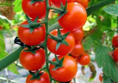 "Il dettaglio del grappolo di ciliegino. Questa varietà fa parte delle 7 specie di pomodorini che rientrano nei "Grappoli d'Autore" della Iapichella."