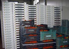 Iapichella dispone di una linea di confezionamento per i pomodorini. Qui vediamo le casse di raccolta che provengono dalle serre, di fronte alle pila di cassette dove il prodotto andrà confezionato.