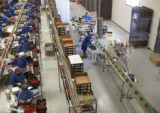 La linea di confezionamento dell'azienda lavora alacremente per consegnare 28 pallets di pomodorini al giorno.