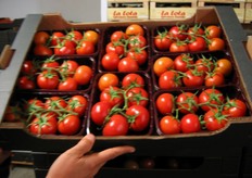 Tipologia a grappolo in vaschetta. Alcune di queste varietà di pomodoro sono selezioni realizzate dell'azienda sementiera De Ruiter Sementi.