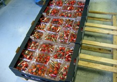 Grappoli di ciliegino confezionati in vaschette e pronti per la spedizione.