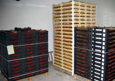 "Cassette già pronte per la spedizione e momentaneamente "parcheggiate" nella cella frigorifera (a 12 gradi centigradi), dove rimarranno al massimo un giorno."