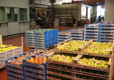 Qui vediamo invece alcune varietà di mele e pere.