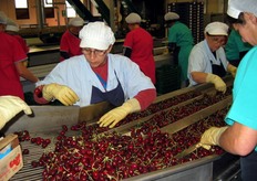 Sei sono le addette alla selezione per ciascuna linea.