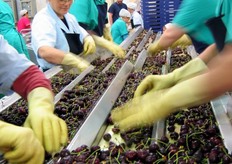 Si lavora alacremente, con molta attenzione e occhio clinico.