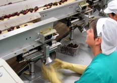 L'operatrice che siede alla fine del nastro, attende il momento in cui esso si fermerà. In quell'istante, la bilancia elettronica avrà calcolato che le ciliegie scaricate dal nastro hanno raggiunto il peso corretto per riempire il cestino.