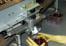 Grazie alla bilancia elettronica, dalla bocchetta alla fine del nastro esce il giusto quantitativo di ciliegie.