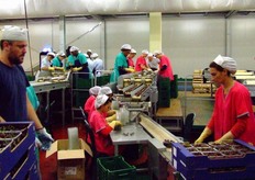 Un operatore si avvicina ad una cassetta già riempita, per impilarla sulle altre.