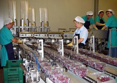 Questa linea sta realizzando cestini da 500 grammi.