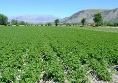 Vincenzo ci mostra anche un altro campo, interamente coltivato a patate precoci. L'azienda Bassi Ortaggi ha 15 ettari di terreni dedicati alla pataticoltura.