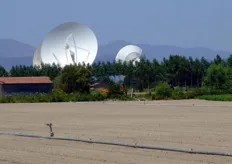 Il campo di radicchio di trova proprio a ridosso del centro tecnologico della TeleSpazio. Affascinante il contrasto tra i terreni agricoli e le modernissime parabole.
