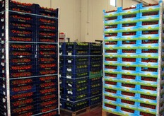 Alcune confezioni già pronte per la consegna al centro di commercializzazione.