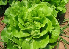 Dettaglio di un cespo di lattuga Trocadero.