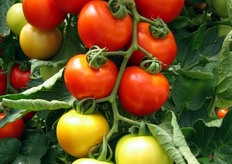 Dettaglio delle differenze cromatiche in un grappolo di Ikram in via di maturazione.