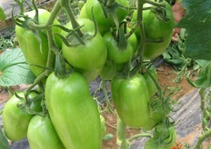 "Qui vediamo una tipologia di San Marzano che si può raccogliere sia verde che rossa, consentendo così al produttore di avere a disposizione un prodotto versatile: "Come Consorzio C.O.P.LA - spiega Giuseppe - investiamo molto nella sperimentazione di nuove varietà, sia per testarne la resistenza alle principali patologie, ma anche per garantire ai nostri produttori una gamma di prodotti che sia ben spendibile commercialmente."