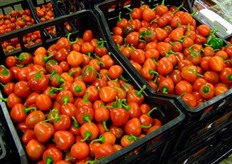 Dettaglio dello stand Primo Mattino Baratella.