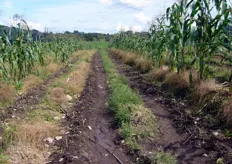 "Piantagioni di asparagi in Colombia nella "Zona Cafetera" di Manizales."