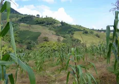 Piantagioni di asparagi in Colombia.