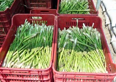 Asparagi verdi in casse appena raccolti in campagna in Peru'.