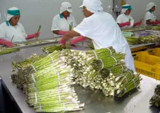 Magazzini di lavorazione di asparagi verdi in Truijllo (Peru').