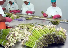 La linea di lavorazione degli asparagi verdi in Peru'.