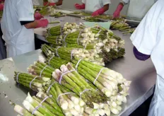 Gli asparagi vengono selezionati in base al calibro.