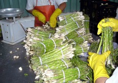 "Gli ultimi "ritocchi" ai mazzi di asparagi, prima del confezionamento."