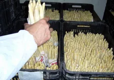 Asparagi bianchi confezionati a mazzi in Peru'. Si ringrazia Pino Pezzuoli (POA Foggia) per il materiale fotografico.