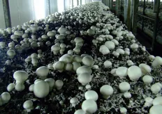 Una distesa di funghi comincia a coprire il substrato. La resa produttiva media è pari a 36 chili di funghi per metro quadro.
