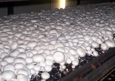 Una bianca coltre di appetitosi funghi Champignon, pronti per la raccolta. La fase di raccolta necessita della manodopera di 5 - 6 persone per stanza.