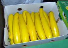 Zucchini dal vivido colore giallo.