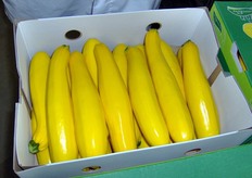 Zucchini dal vivido colore giallo.