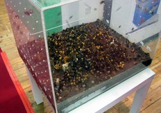 Stand AGRIAPI s.r.l., azienda specializzata nell'allevamento e nella commercializzazione di insetti utili in agricoltura (impollinatori ed ausiliari biologici).