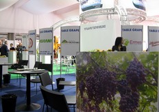 Area dedicata ai brand del settore uva da tavola, che partecipano al progetto Macfrut International.