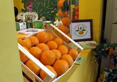 Esemplari di Arancia Staccia, antica varietà di agrume lucano, caratterizzato dalla forma leggermente schiacciata ai poli.