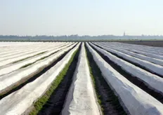 Le bianche coperture dei campi di asparagi sono uno spettacolo abituale della zona, in questo periodo dell'anno.