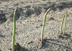 Walter Gubbels non produce soltanto la varietà di asparago bianco, ma anche la tradizionale tipologia verde. Secondo Walter, inoltre, si riscontra una crescente domanda per gli asparagi-specialità.