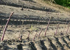 L'anno scorso, Walter Gubbels ha avviato una coltivazione di prova di questa varietà di asparago violetto e quest'anno la produzione, benché ancora limitata, è già spendibile a livello commerciale.