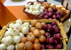 La Cipolla di Medicina a Indicazione Geografica Protetta viene coltivata su una superficie totale di 700/800 ettari, distribuiti in 6 comuni della provincia di Bologna (Medicina, Castel Guelfo, Castel San Pietro Terme, Ozzano Emilia, Dozza e Imola).